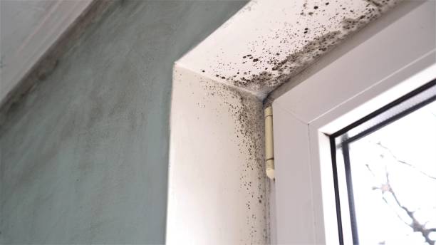 Best Local Mold Removal Service  in Mowbray Mountain, TN