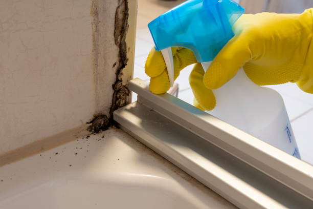 Best Black Mold Removal  in Mowbray Mountain, TN