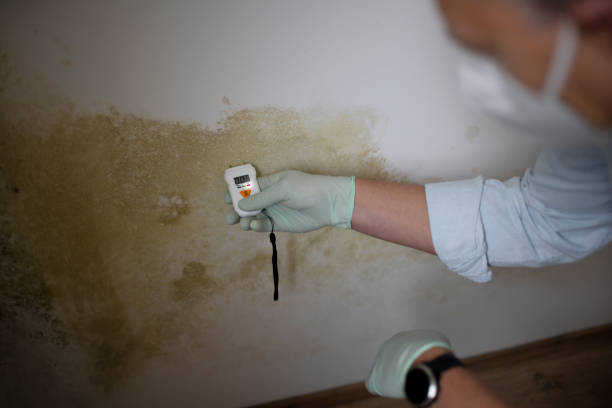 Best Office Mold Removal Services  in Mowbray Mountain, TN