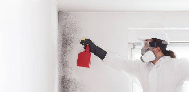 Best Certified Mold Removal  in Mowbray Mountain, TN