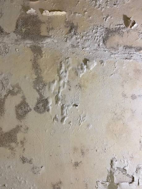 Mold Removal and Inspection in Mowbray Mountain, TN