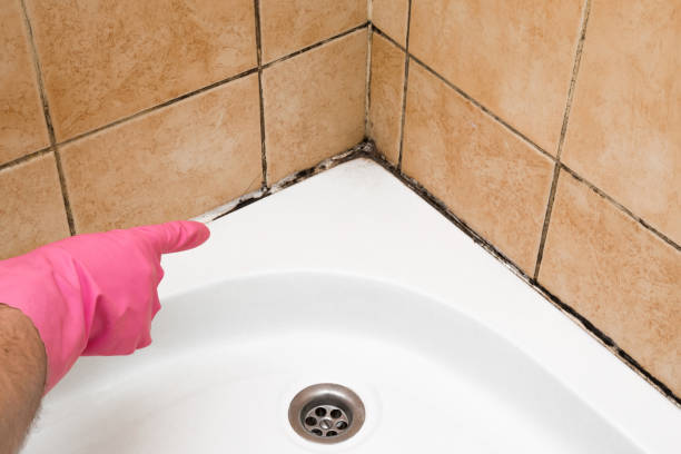 Best Crawl Space Mold Removal  in Mowbray Mountain, TN